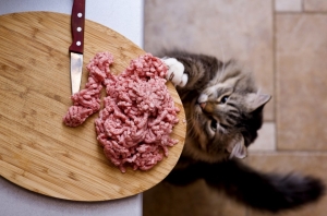 cat-and-raw-food-960x634.jpg